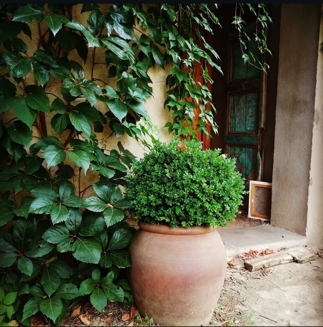 Eva Simó tweet media