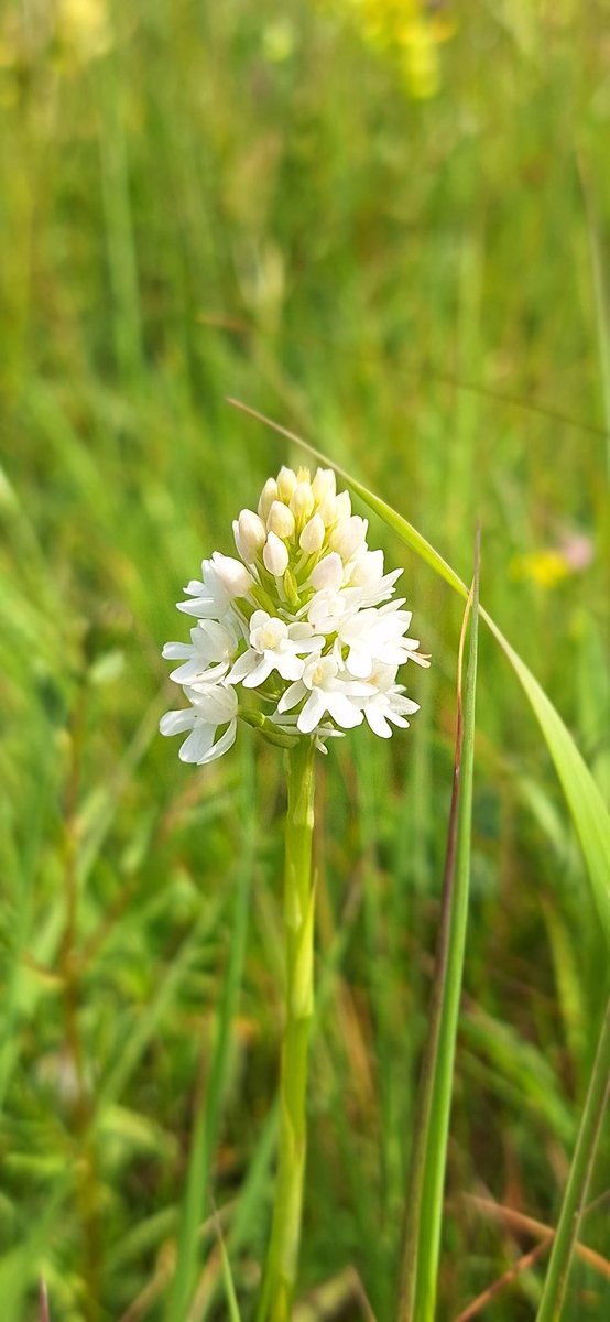 GavinDurrant1's tweet image. Lots of Pyramidal orchid including a white form and Frog orchid seen in Suffolk this week