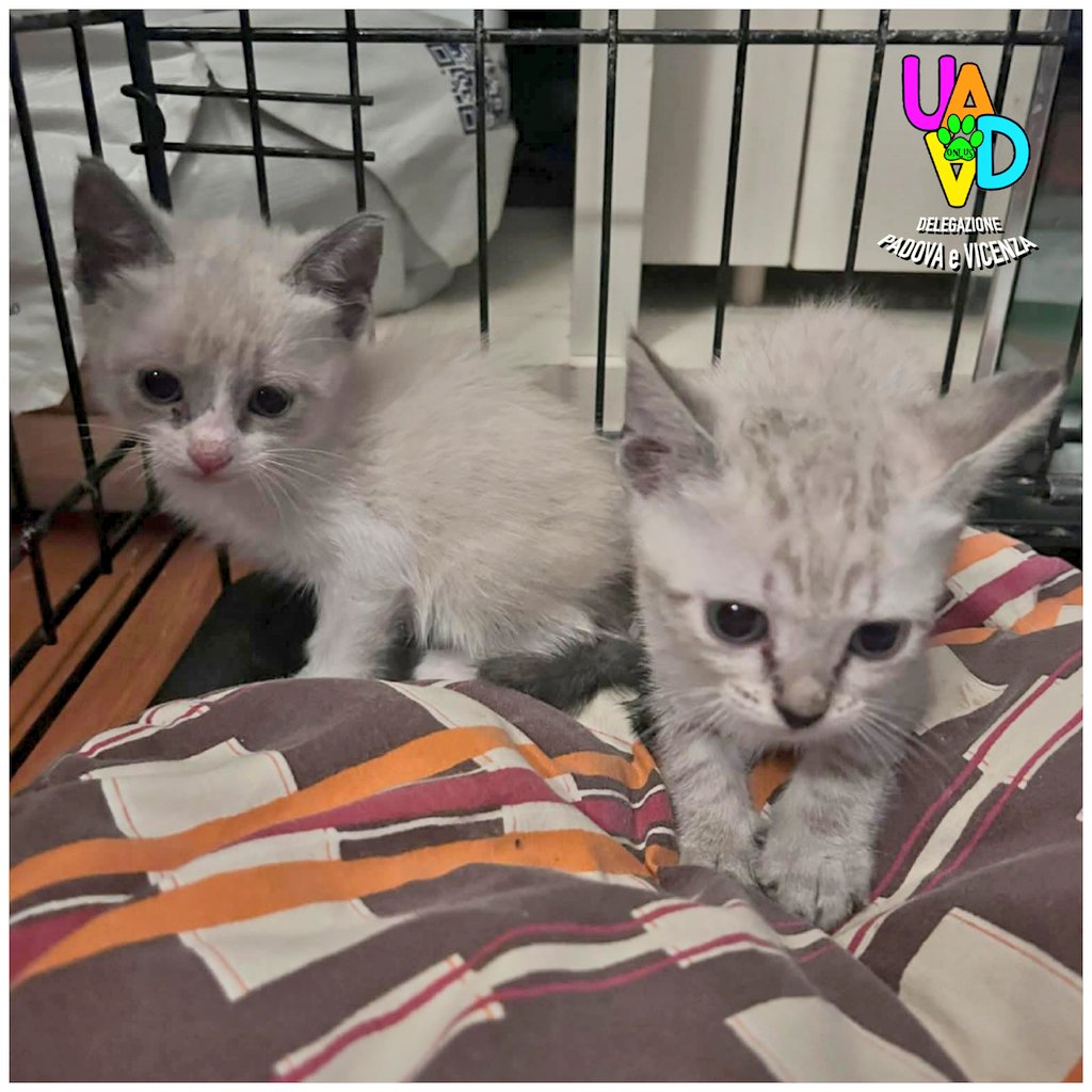 #cuccioli #cercafamiglia 

La mamma verrà sterilizzata e testata fiv felv  a breve

Adozione preferibilmente di coppia

Con colloquio conoscitivo, modulo preaffido , casa in sicurezza e OBBLIGO STERILIZZAZIONE 

in stallo a Saccolongo (pd) 

Per info ☎️ 3421546095
#uadapadova