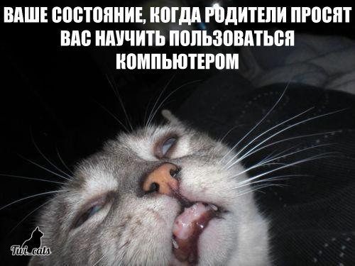 Котэ (@twi_cats) on Twitter photo 