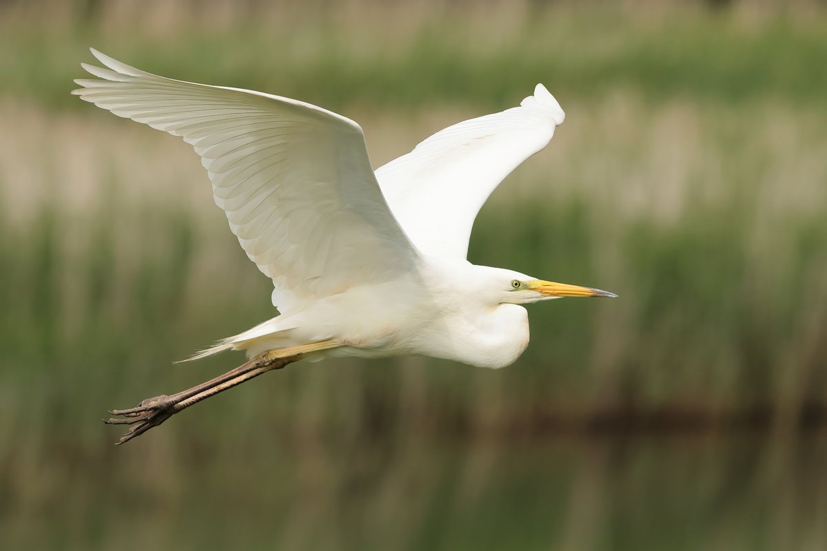 Jthomas123Jay's tweet photo. Great White Egret
#rspbhamwall https://t.co/AqxYLBgS5e