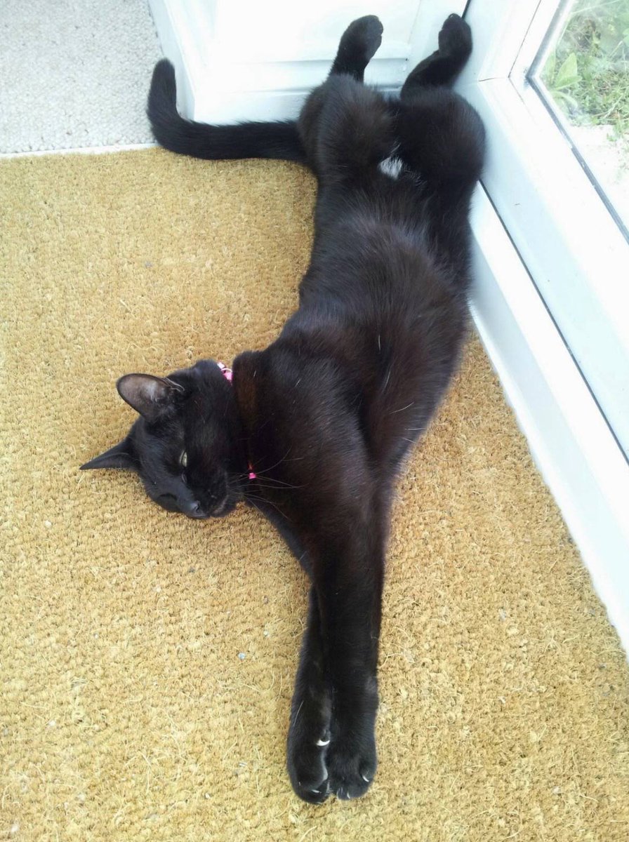 Magicpanfur's tweet image. This is me when I was young paw (about 3), and I had a tail! The tail is no moreπΏ, I now have the cutest stumpy youβre ever seeπ»πΎπ»#ThrowbackThursday
