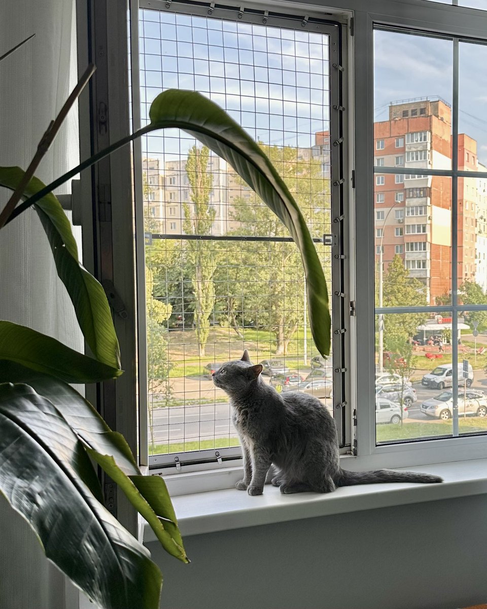 NikZharov's tweet photo. якщо у вас досі немає ось такої штуки для котів – ви граєте в російську рулетку з життям істоти, яка вам довіряє. https://t.co/10EVLJ2Dfv