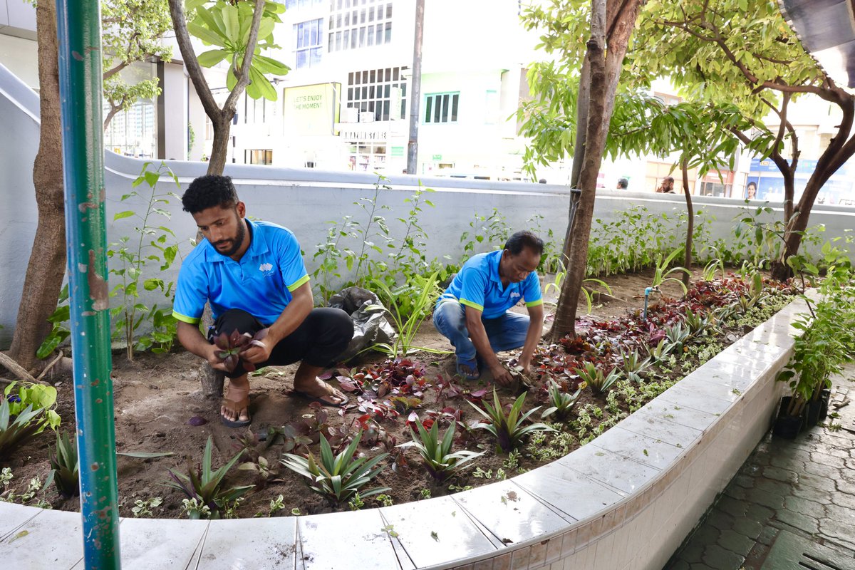 ބަންޑާރަ މިސްކިތުގެ ގޯތިތެރެ ޒީނަތްތެރިކޮށް ފެހިކުރުމުގެ ގޮތުން ބަގީޗާ ގަސް އިންދުން. 
#FehiFiniThanavasMale