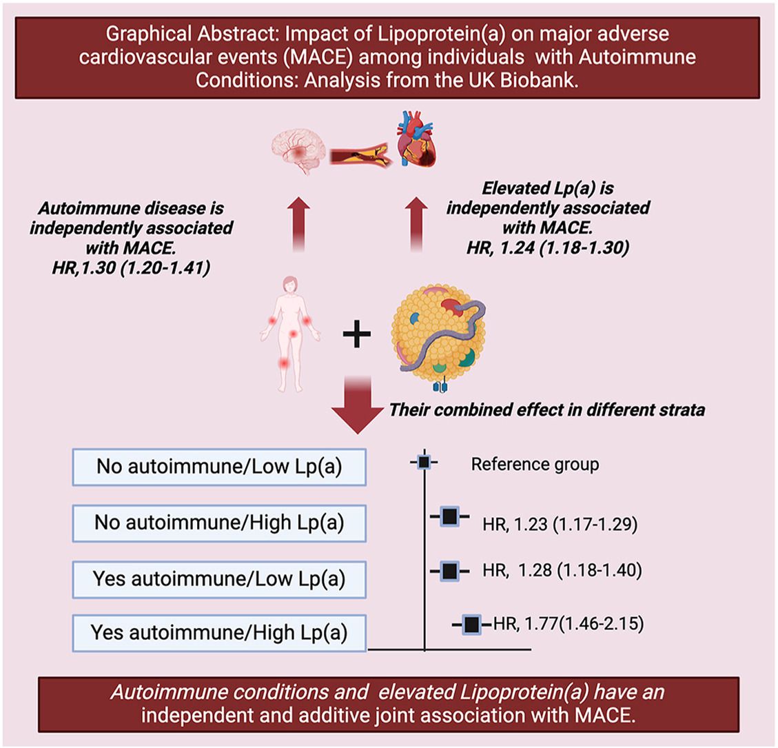 Amelia Carro — Instituto Corvilud (@icorvilud) on Twitter photo LP (a) + AUTOINMUNITY: A Hidden CV Risk?
📌 Autoimmune conditions alone: 30%⬆️MACE risk
📌 Elevated Lp(a) alone: 24% ⬆️ MACE risk
📌 Both combined: 77% ⬆️ MACE risk compared to neither factor
🚩Lp(a) screening in individuals with autoimmune diseases
lnkd.in/dGXeehWk LP (a) + AUTOINMUNITY: A Hidden CV Risk?
📌 Autoimmune conditions alone: 30%⬆️MACE risk
📌 Elevated Lp(a) alone: 24% ⬆️ MACE risk
📌 Both combined: 77% ⬆️ MACE risk compared to neither factor
🚩Lp(a) screening in individuals with autoimmune diseases
lnkd.in/dGXeehWk