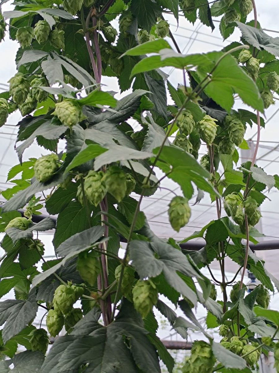 El Ifapa ensaya el cultivo del lúpulo en Granada para evitar la importación de este ingrediente clave en la producción de cerveza elindependientedegranada.es/economia/ifapa… El 90% del lúpulo de España se cultiva en León, pero no cubre toda la demanda nacional