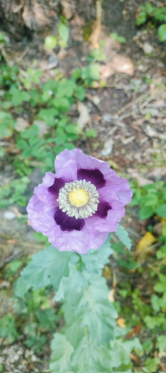 Came across this lovely poppy on my walk this morning folks. That's all I knew then google lens did the rest. The flower in the image is an Opium Poppy, scientifically known as Papaver somniferum. It is also commonly referred to as the breadseed poppy. There u go folks 😀🙏👊