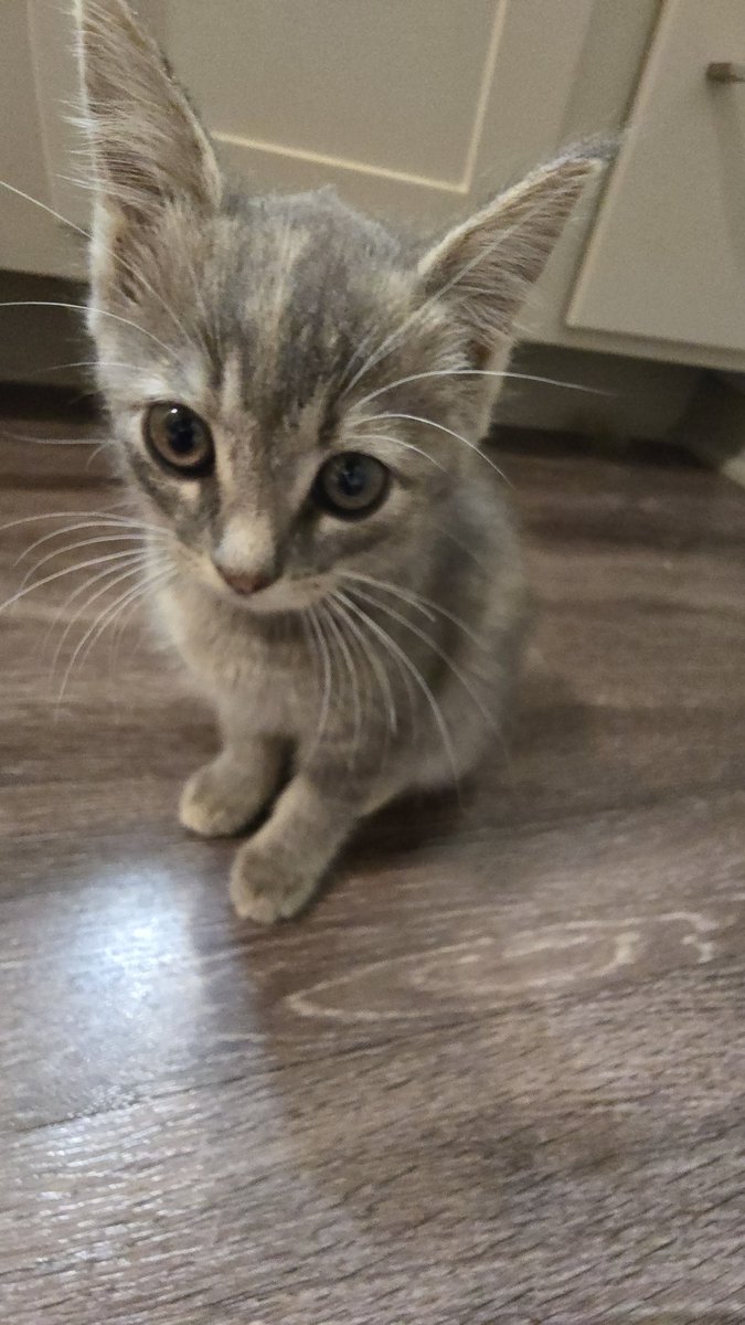 greenredbullfan's tweet photo. This cat's name is Melee ISO Free look him up on Google https://t.co/tIrKvbHDZs
