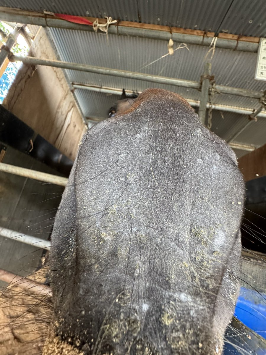 あつーーーーーい🐴