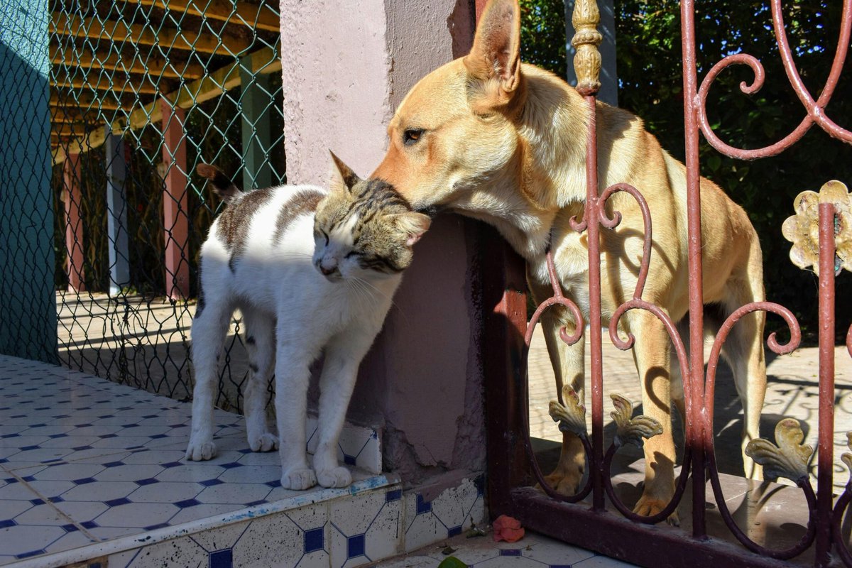 ville_chars's tweet photo. Raza de #Oaxaca porfa no dejen a sus animalitos a su suerte el #huracan #Erick es categoria 4 y va con todo..!!! Cuiden muchos a los lomitos y michis 🥹🥹 no los abandonen que ellos nunca los abandonarían a su suerte, si esta en tu posibilidad dale refugio a los de la calle 🥹 https://t.co/3jWJOzZAnz