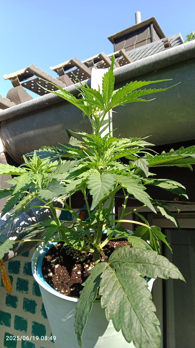 MacCheech (@maccheech1) on Twitter photo Guten Morgen Gromies 👋
Tag 19 des Mikrooutdoorgrow der Green Posion Auto von <a href="/sweetseeds_es/">Sweet Seeds®</a>
Ich bin doch erstaunt wie gut sie Performt in so wenig Erde. Ich muss sie bei dem Wetter 2x am Tag gießen und knalle sie voll dünger und Sie mag es 😜 Guten Morgen Gromies 👋
Tag 19 des Mikrooutdoorgrow der Green Posion Auto von <a href="/sweetseeds_es/">Sweet Seeds®</a>
Ich bin doch erstaunt wie gut sie Performt in so wenig Erde. Ich muss sie bei dem Wetter 2x am Tag gießen und knalle sie voll dünger und Sie mag es 😜