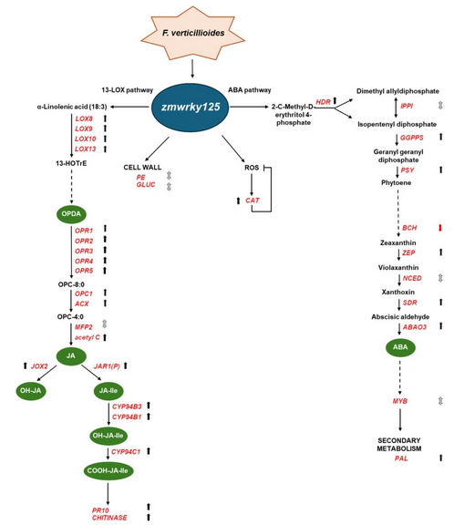 ThomasWidiez's tweet image. 🌱 Research from A. Lanubile&apos;s Lab:
▶️ editing the ZmWKRY125 transcription factor enhances maize resistance against Fusarium verticillioides🌽

Glad that our team from contributed to this work! 🤝
@PlantCellRep 

🔓open access: hal.science/hal-05119616

📖 doi.org/10.1007/s00299…