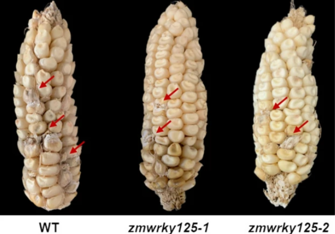 ThomasWidiez's tweet image. 🌱 Research from A. Lanubile&apos;s Lab:
▶️ editing the ZmWKRY125 transcription factor enhances maize resistance against Fusarium verticillioides🌽

Glad that our team from contributed to this work! 🤝
@PlantCellRep 

🔓open access: hal.science/hal-05119616

📖 doi.org/10.1007/s00299…