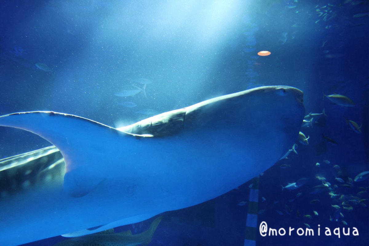 moromiaqua's tweet photo. 今日は石川県、#のとじま水族館 へ行きました。
昨年の能登半島地震で大きく被害を受けた���況から大半が復旧し、イルカショー等ができるほどになっていました。
シンボルのジンベエザメも新しい子がやって来て、入館者を出迎えてくれます。
最初は迷うくらいボリュームのある素敵な水族館でした！ https://t.co/24ggQ0QltG