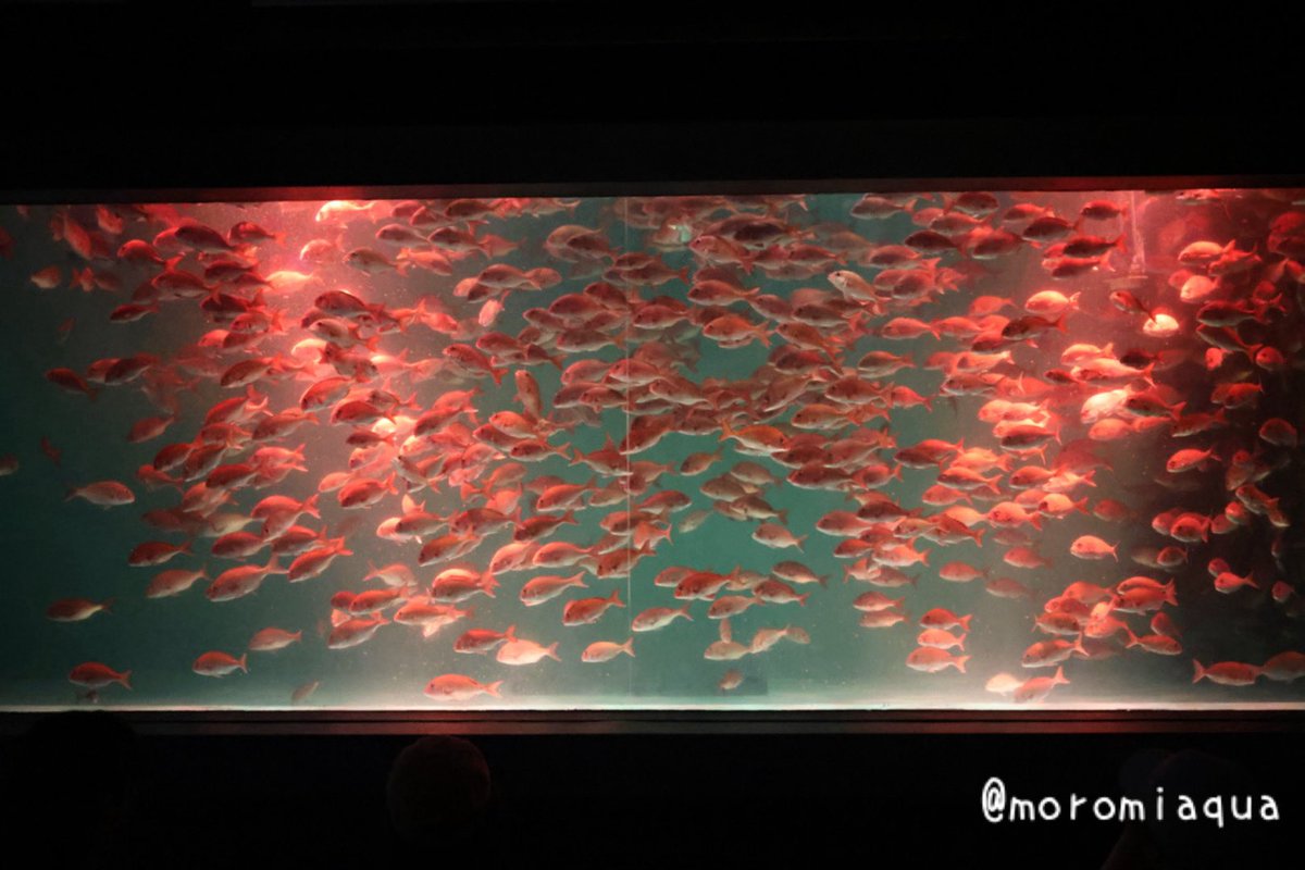 moromiaqua's tweet photo. 今日は石川県、#のとじま水族館 へ行きました。
昨年の能登半島地震で大きく被害を受けた���況から大半が復旧し、イルカショー等ができるほどになっていました。
シンボルのジンベエザメも新しい子がやって来て、入館者を出迎えてくれます。
最初は迷うくらいボリュームのある素敵な水族館でした！ https://t.co/24ggQ0QltG