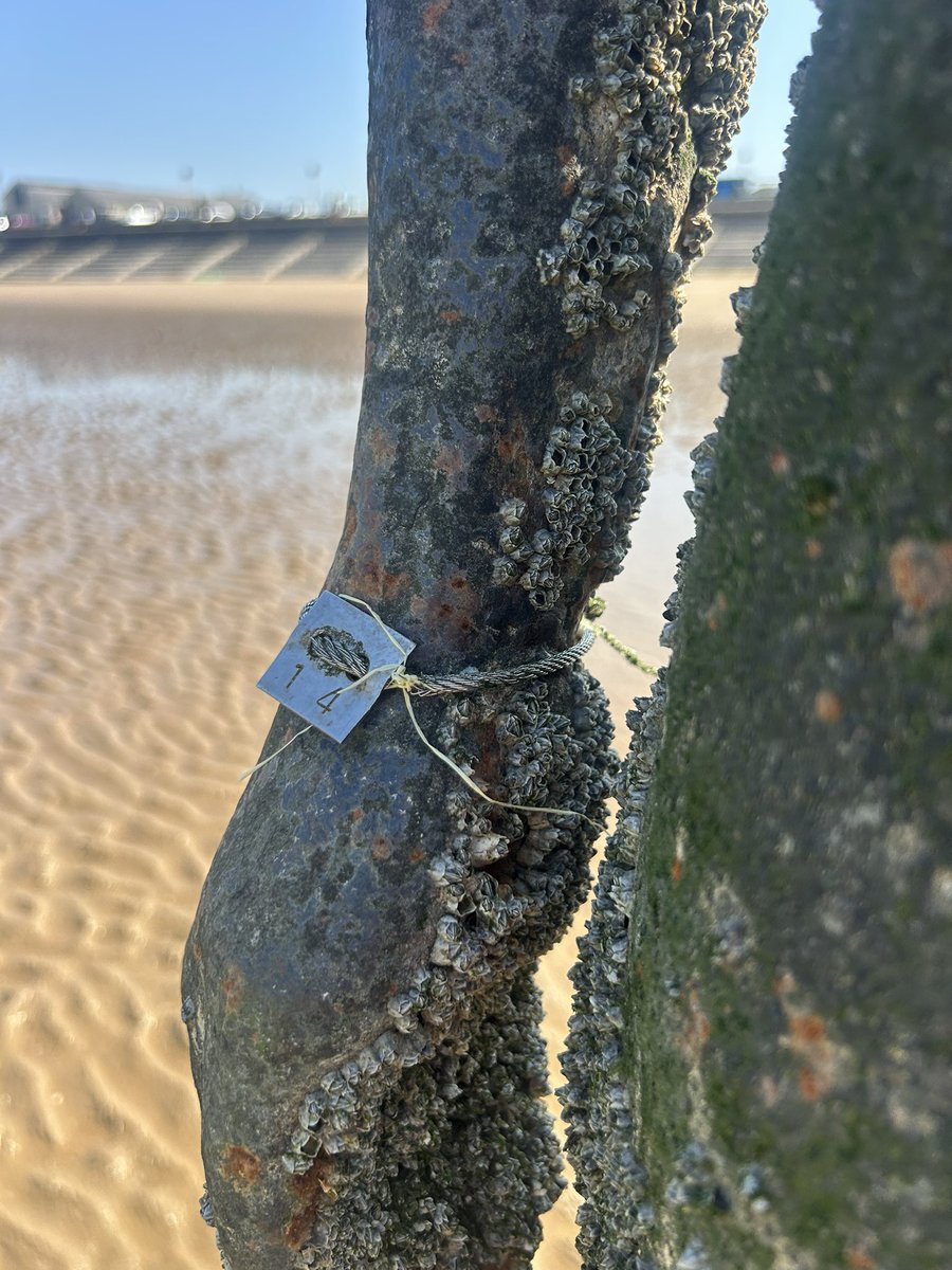 Y5Redgate's tweet image. A beautiful morning to be at Cosby beach with the @IronMenCrosby thinking about who number 14 is and where he came from. ☀️ 🌊 💙#RCPEnglish #RCPArt #LearningoutsideTheClassroom