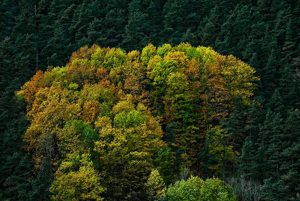 Poesia, arimaren zaiñeetatik sortzen den 
sendimentua da
hitz jarioan trebatua
paper txurian
beltzez jantzia
gehienetan ixilean 
bizi den paradisu garbia
amets leku loratua
ez denaren eta denaren
errealitate subjetiboa
natura da poesia
seaska eta ataria. 🌿