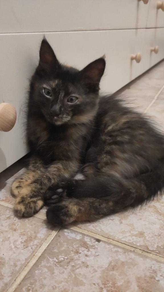 6 giorni di tempo e poi le gattine tornano in strada.
🆘️🆘️🆘️🙏🏻🙏🏻🙏🏻🙏🏻
Se interessati a stallo o adozione chiamare 3467403838
#gattine #cercafamiglia 
#silvia