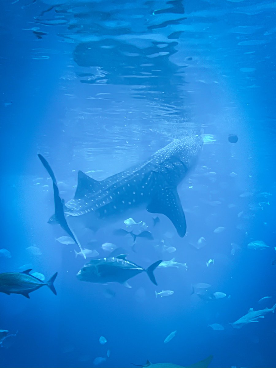 #海遊館 
#travel
#photography