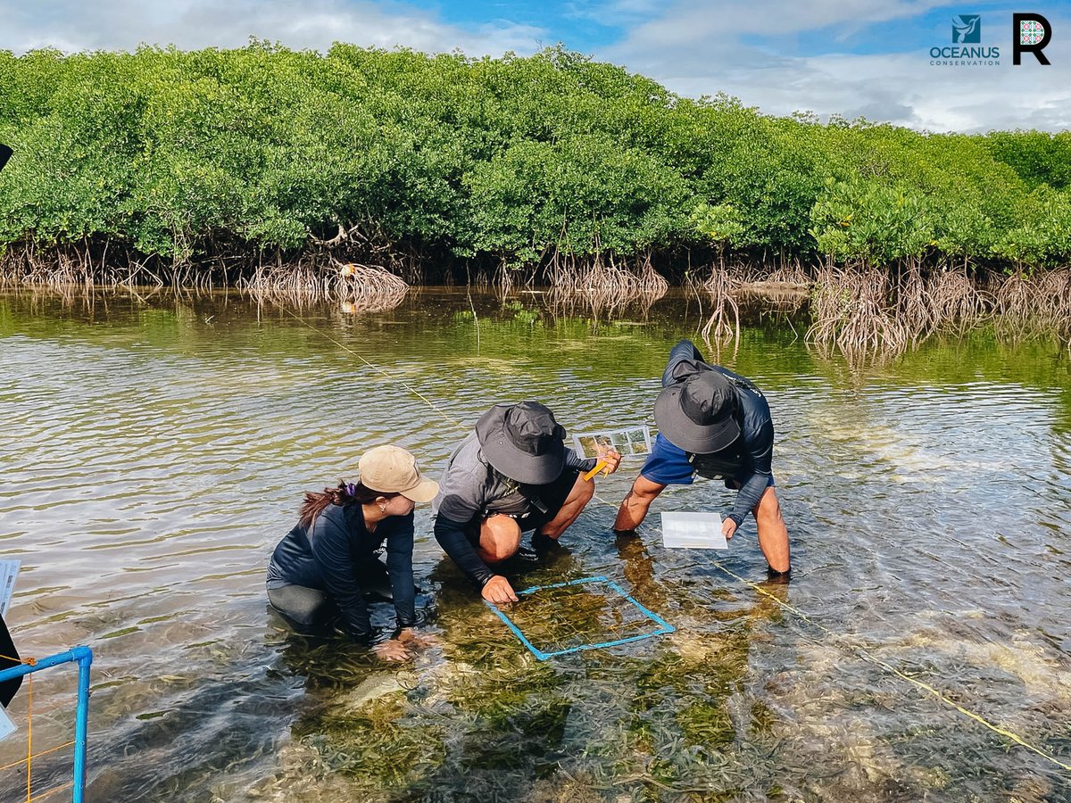 OceanusPH's tweet photo. Empowered by the ocean, led by the community. Project MaSANAYAN is training youth &amp; local leaders from La Union to Surigao del Sur to protect #mangroves &amp; #seagrass. Through science, restoration &amp; grassroots action, they’re becoming stewards of their seas.
https://t.co/K0BNc9BLWw https://t.co/xJ7f3wfXoX