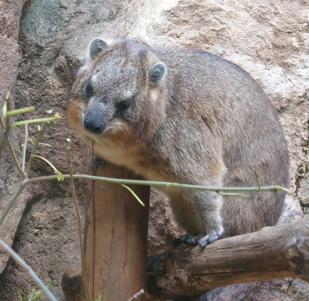 Hyrax Every Hour (@hyraxeveryhour) on Twitter photo 