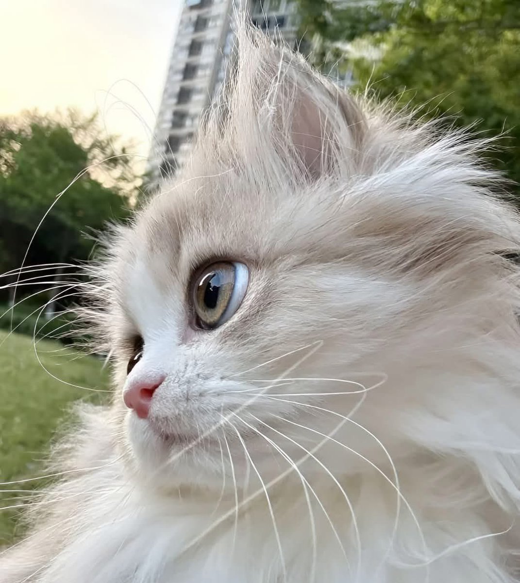 Morning friends. Sunny, breezy &amp; very warm in London this Thursday morning. So same wars continuing: Israel - Iran.Gaza. The war in Ukraine. Fearful. The insanity of war.Hoping for the best. Praying for peace. Praying for the vulnerable.
Baby Lucy sends her love.
#CatsOfTwitter