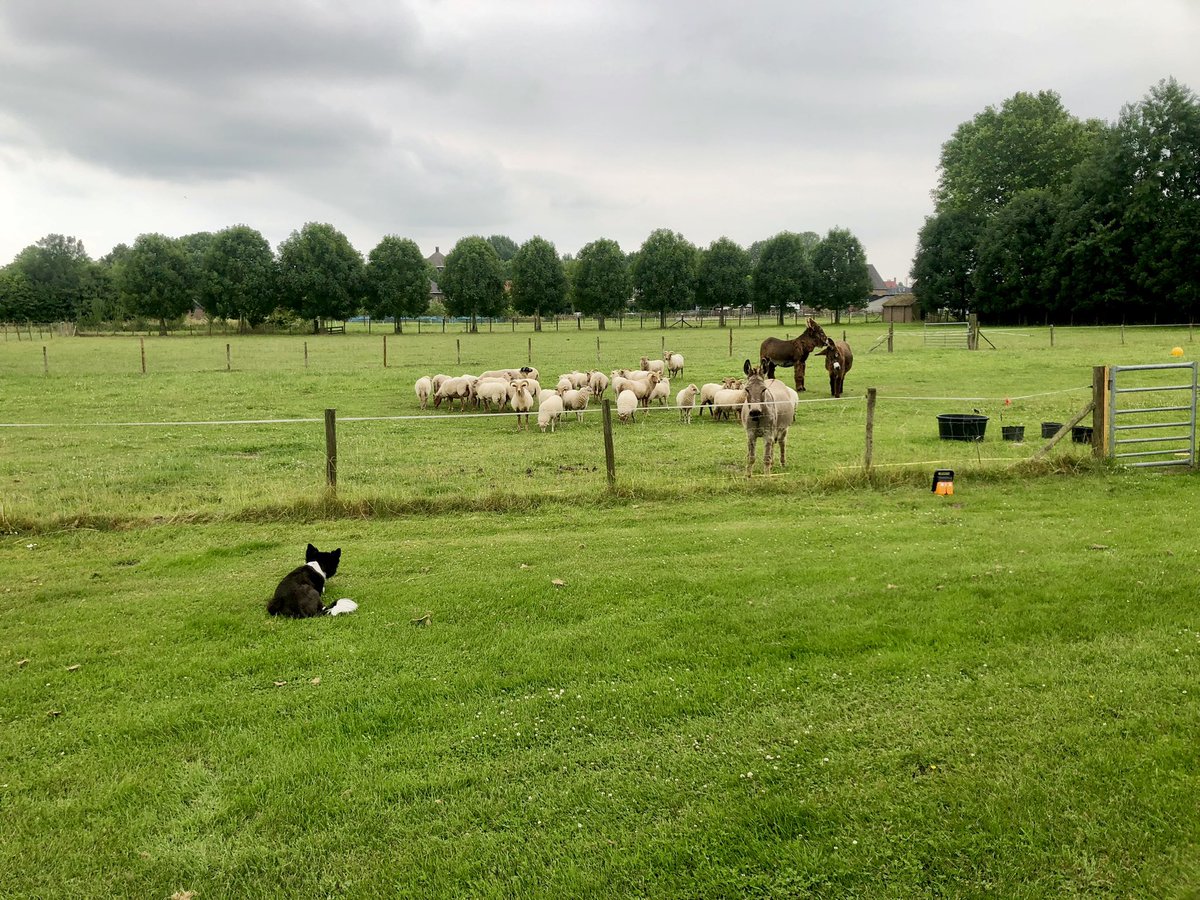 Johan Dorresteijn tweet media