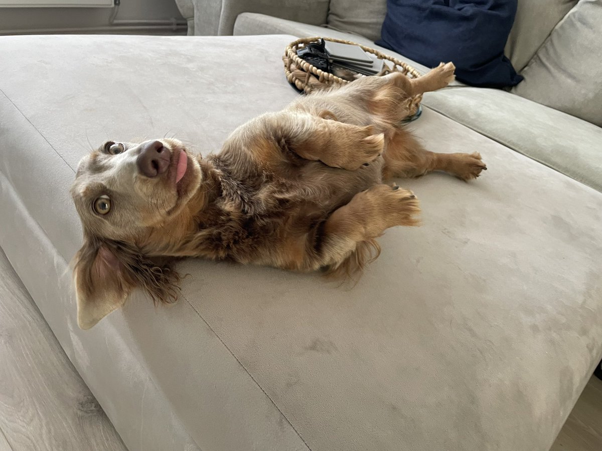 alli_holder's tweet photo. Am I just the luckiest granmawww to these 4 fur babies 🐶🐶🐶🐶 
Mabel, Peach, Cookie &amp; Jett
🩷🩷🩷💙 https://t.co/e2CdE1aq1g