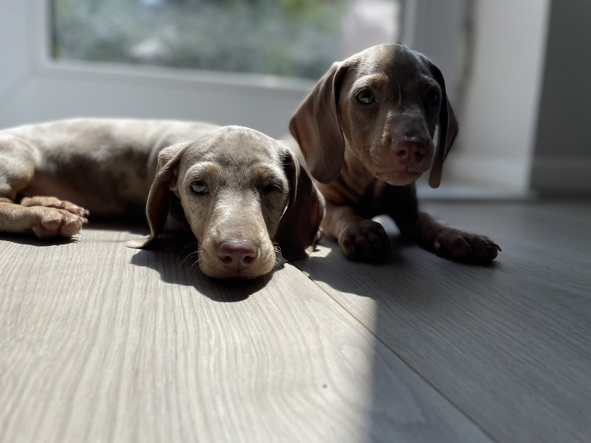 alli_holder's tweet photo. Am I just the luckiest granmawww to these 4 fur babies 🐶🐶🐶🐶 
Mabel, Peach, Cookie &amp; Jett
🩷🩷🩷💙 https://t.co/e2CdE1aq1g
