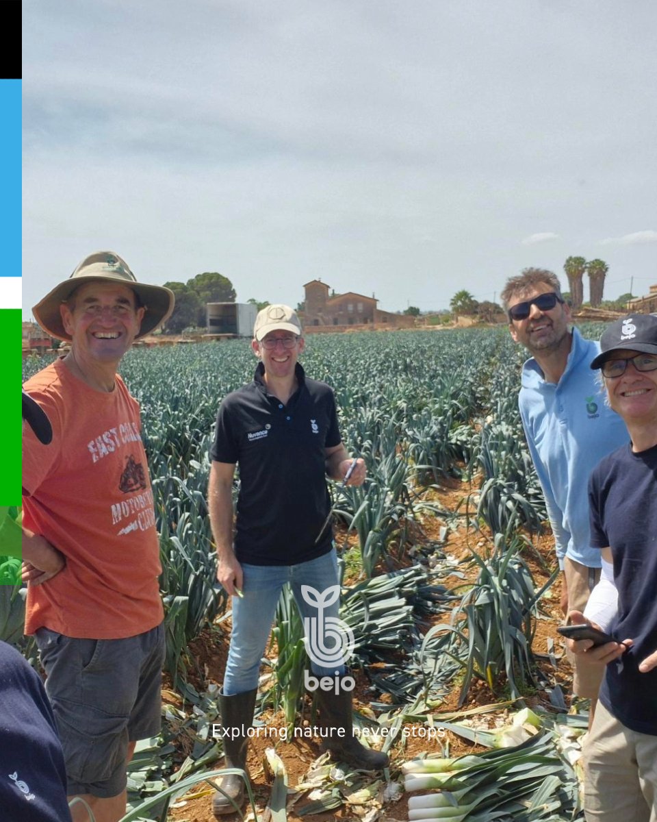 BejoEspana's tweet photo. 🎉 ¡Ensayo de puerro en desarrollo!
 
🔎 Estamos evaluando diferentes variedades y cruces con un objetivo claro: identificar nuevo material adaptado a las condiciones específicas de la zona 📌

ℹ️ https://t.co/a3tQR3ryWc

Exploring nature never stops 🌱 https://t.co/oIR5m3iBmg