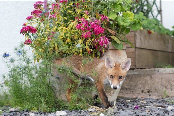 Chris Packham (@chrisgpackham) on Twitter photo One of <a href="/RichardBowler1/">Richard Bowler</a>'s cub encounters for today's #foxoftheday , thank you Richard ! One of <a href="/RichardBowler1/">Richard Bowler</a>'s cub encounters for today's #foxoftheday , thank you Richard !