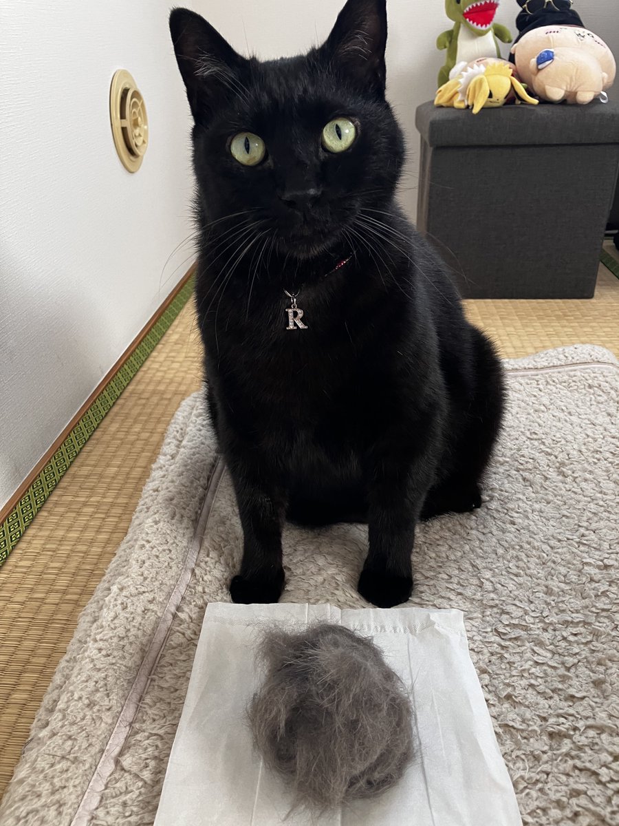 0416rudolf's tweet photo. 暑かったので
今日はこんなに毛がとれました🐈‍⬛

#猫 #黒猫 #cat https://t.co/UDEILvT898
