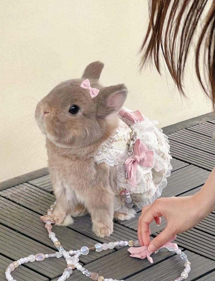 💖 (@twaniimals) on Twitter photo 
