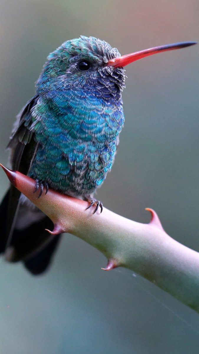 Hummingbirdslo's tweet image. Great photography.🥰🥰