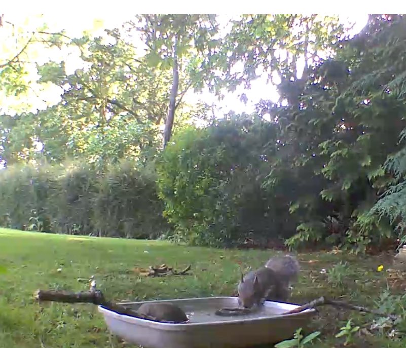 Remember the water everyone it’s getting hotter and hotter 💦💦 #hedgewatch 🌼🌿🪵🌳