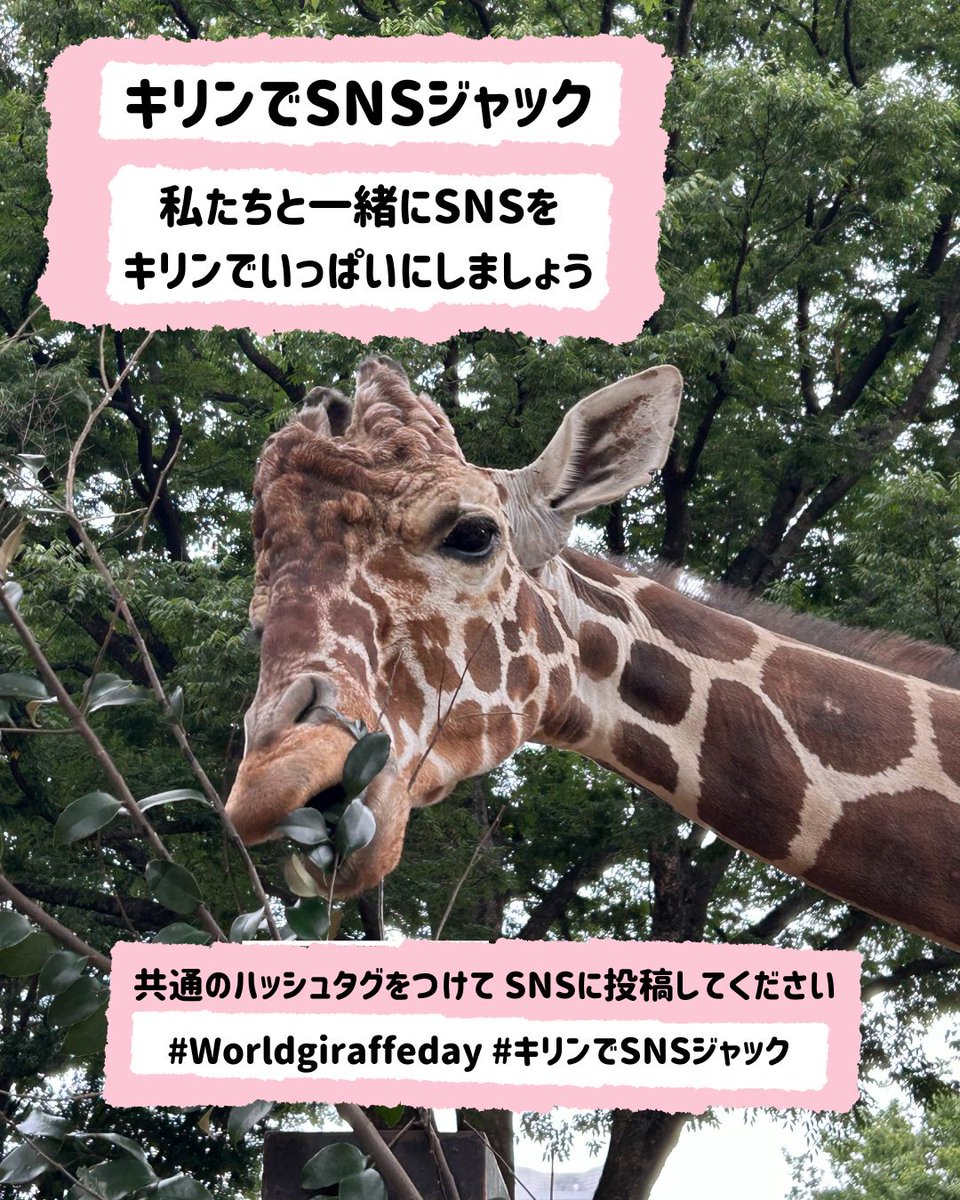 野毛山動物園 ＃世界キリンの日SNS企画】 世界中の人たちが #キリン に