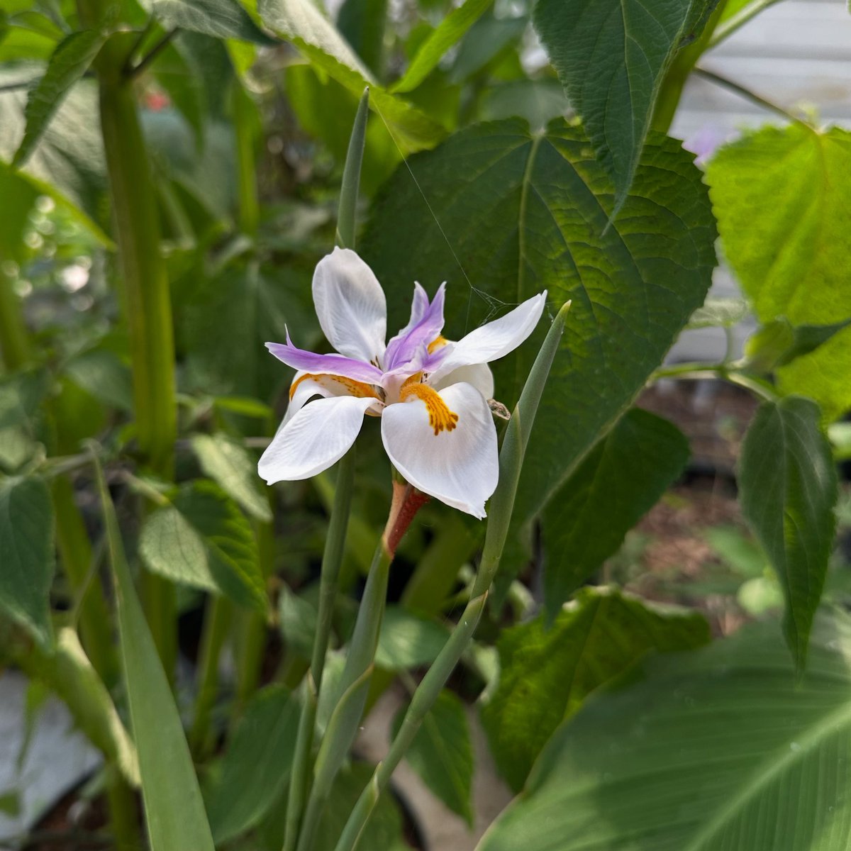 IrisesSeagate's tweet photo. Dietes grandiflora a new addition to the nursery this season I look forward to seeing how it does here, so far so good! #dietesgrandiflora #dietes #iridaceae #irisfamily #peatfreegrown #plantnurserylife #irisflower #plantgrower https://t.co/IyRosSAQxW