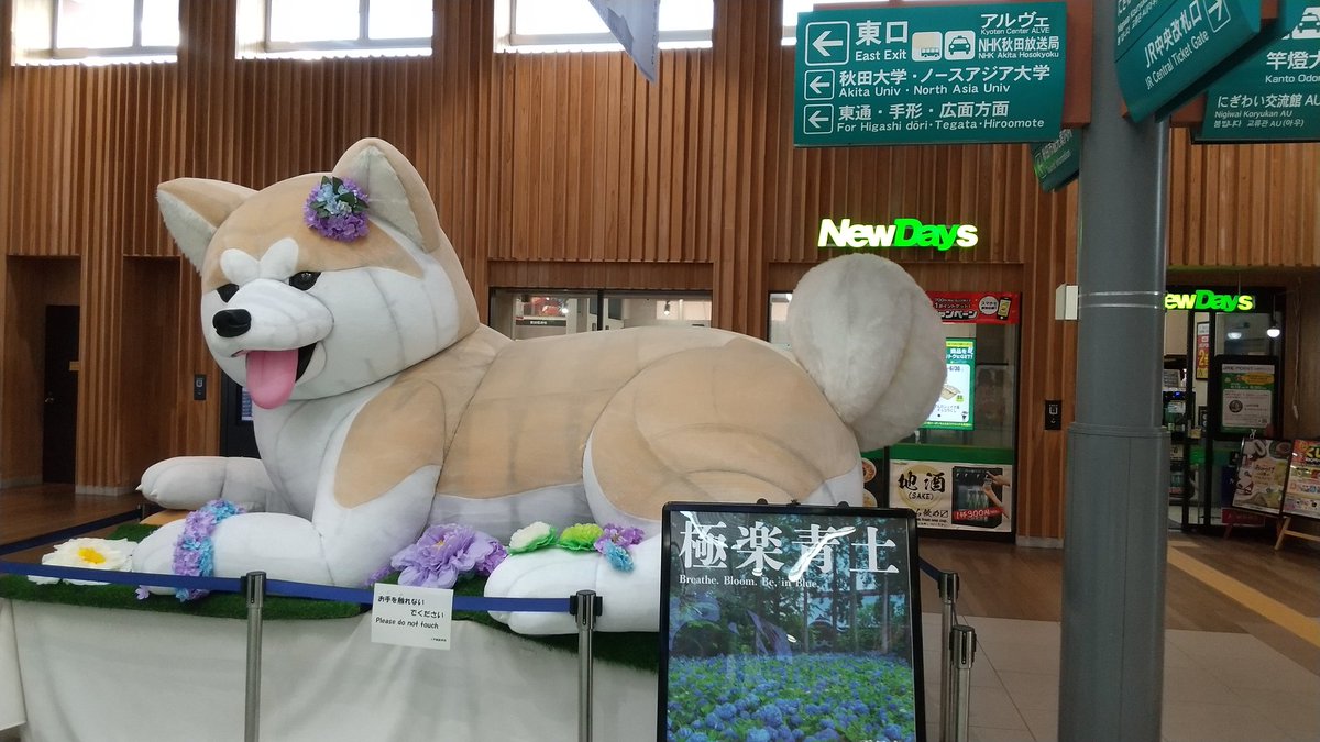 秋田統治、秋田犬のお出迎え🐶