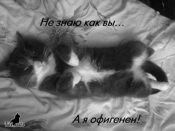 Котэ (@twi_cats) on Twitter photo 