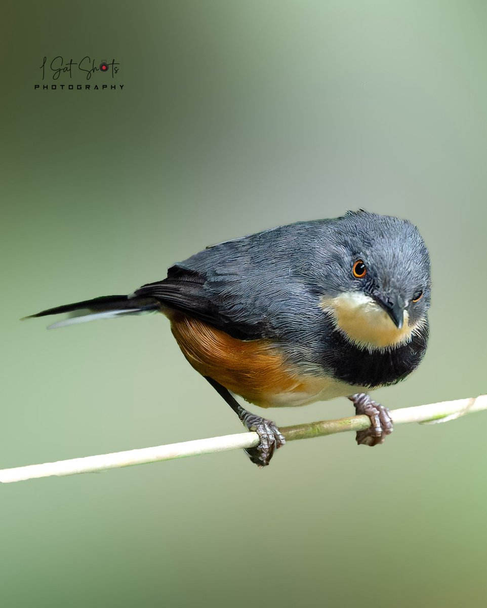 Black-collared Apalis #igatshots