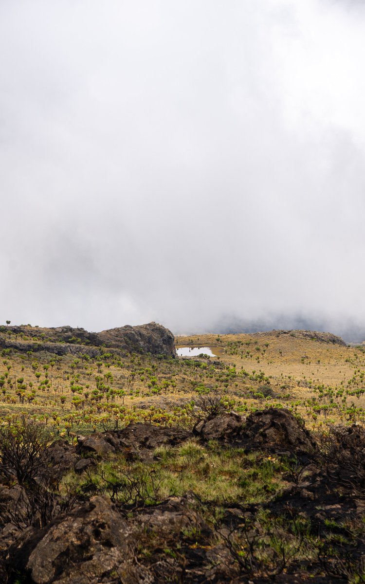 nyanasafaris's tweet image. 📍 Mt. Elgon – Where Adventure Touches the Sky
🏞️ Straddling the Uganda-Kenya border, Mt. Elgon is home to one of the world’s largest volcanic calderas and Uganda’s second-highest peak.
🧗♂️ Hike through lush montane forests, explore ancient caves, chase hidden waterfalls, and…