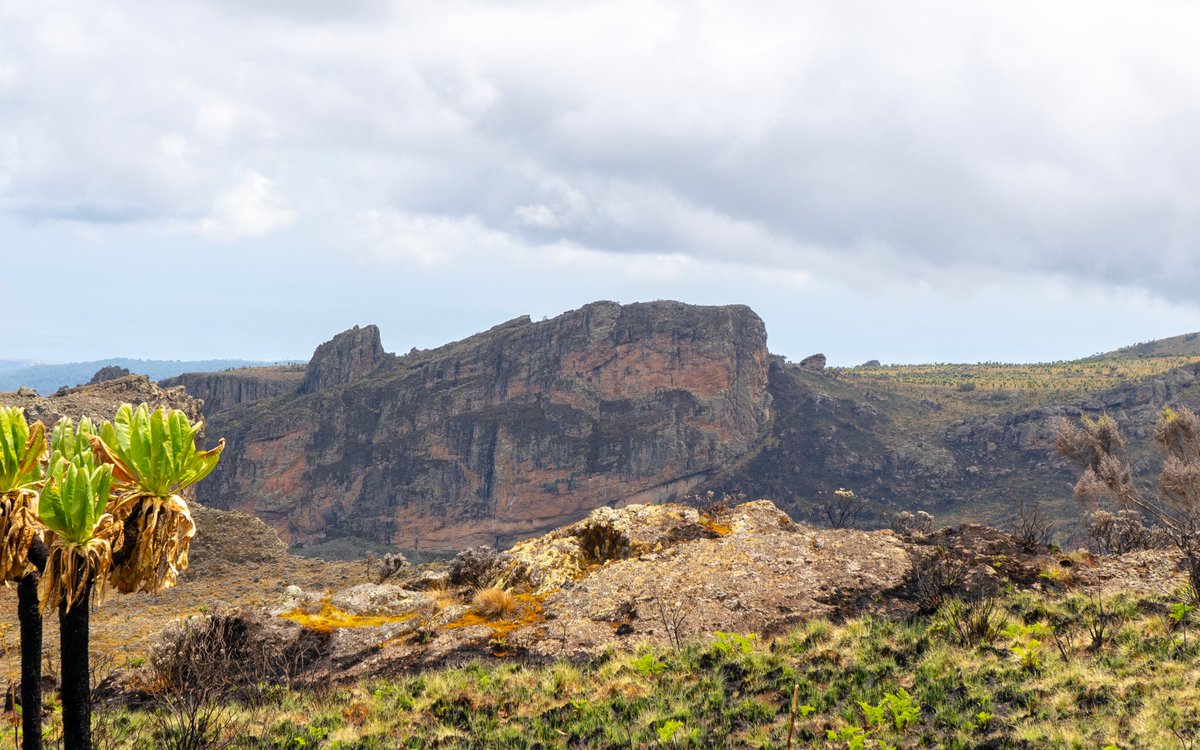 nyanasafaris's tweet image. 📍 Mt. Elgon – Where Adventure Touches the Sky
🏞️ Straddling the Uganda-Kenya border, Mt. Elgon is home to one of the world’s largest volcanic calderas and Uganda’s second-highest peak.
🧗♂️ Hike through lush montane forests, explore ancient caves, chase hidden waterfalls, and…