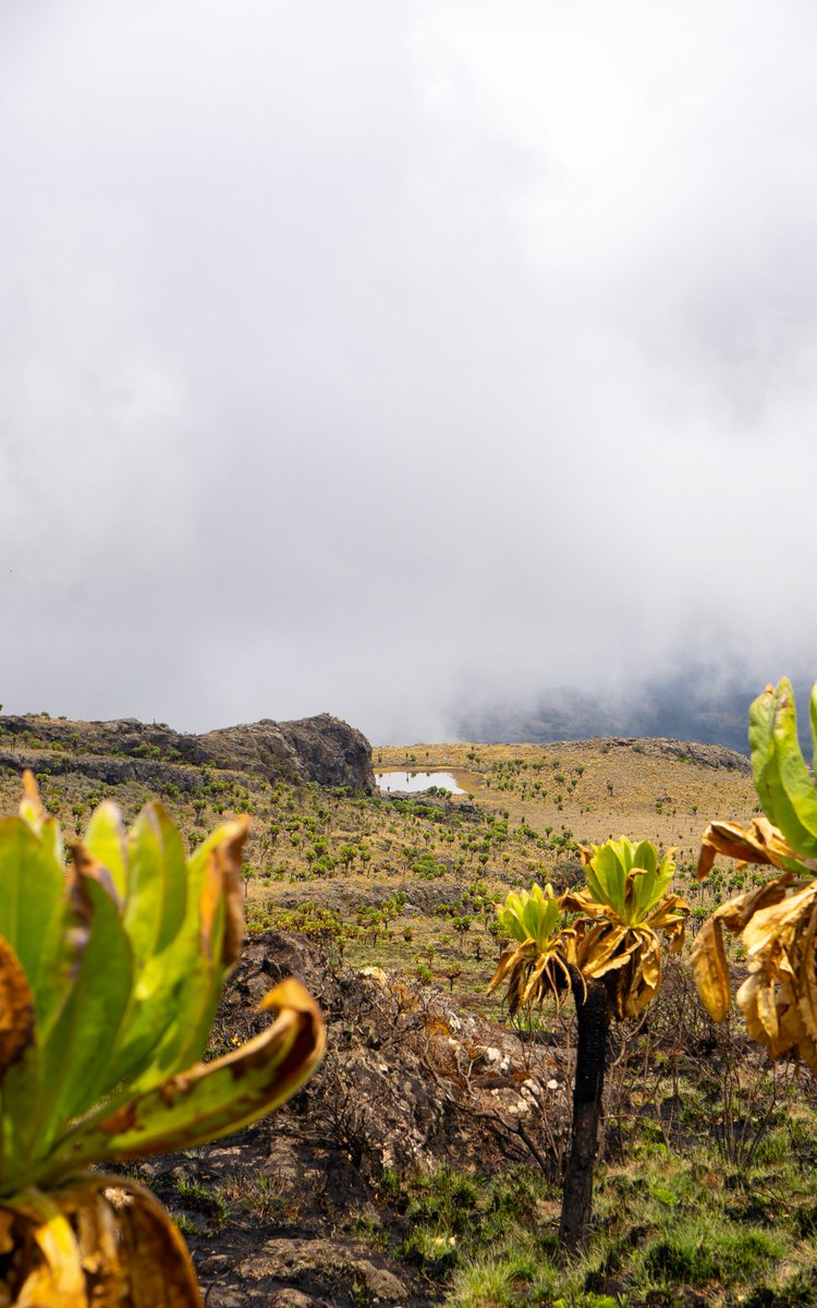 nyanasafaris's tweet image. 📍 Mt. Elgon – Where Adventure Touches the Sky
🏞️ Straddling the Uganda-Kenya border, Mt. Elgon is home to one of the world’s largest volcanic calderas and Uganda’s second-highest peak.
🧗♂️ Hike through lush montane forests, explore ancient caves, chase hidden waterfalls, and…