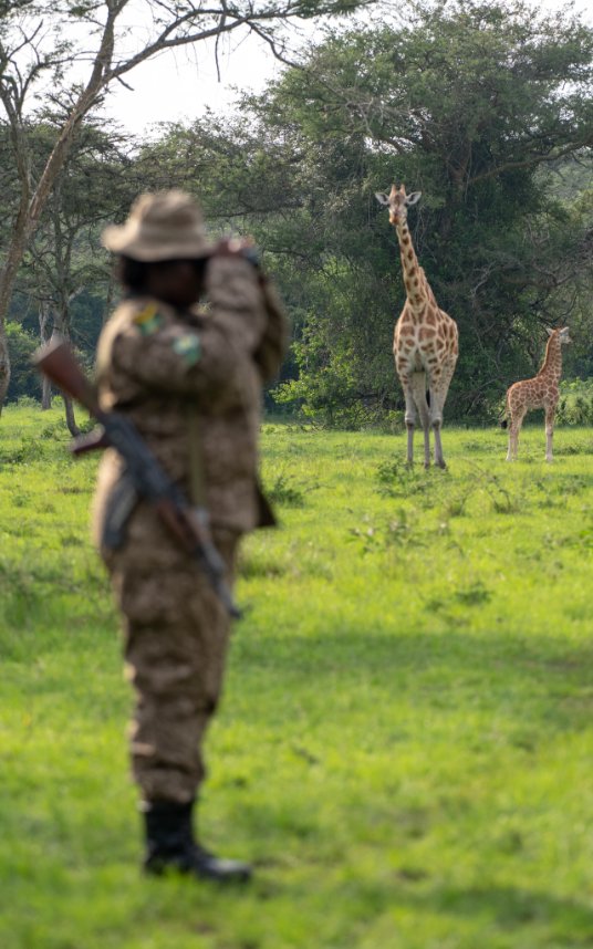nyanasafaris's tweet image. 🦓 Lake Mburo – Where the Wild Comes Close
Only 4 hours from Kampala, Lake Mburo National Park is your perfect short safari escape!
🦓 Zebras, impalas, elands & giraffes
🚲 Bike & walking safaris (yes, on foot!)
🛶 Boat rides with hippos & crocs
🌄 Scenic views, peaceful lodges…