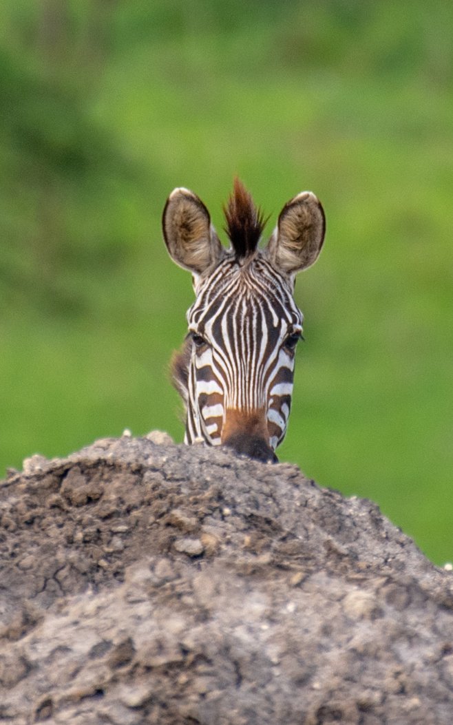 nyanasafaris's tweet image. 🦓 Lake Mburo – Where the Wild Comes Close
Only 4 hours from Kampala, Lake Mburo National Park is your perfect short safari escape!
🦓 Zebras, impalas, elands & giraffes
🚲 Bike & walking safaris (yes, on foot!)
🛶 Boat rides with hippos & crocs
🌄 Scenic views, peaceful lodges…