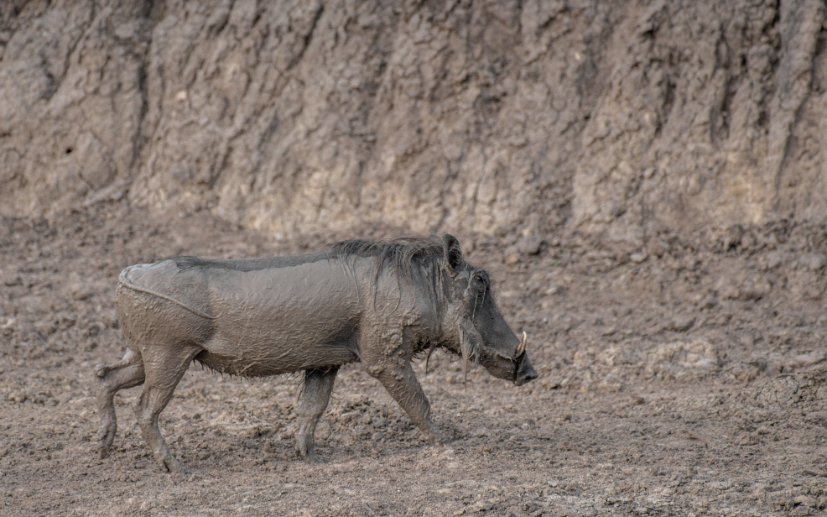 nyanasafaris's tweet image. 🦓 Lake Mburo – Where the Wild Comes Close
Only 4 hours from Kampala, Lake Mburo National Park is your perfect short safari escape!
🦓 Zebras, impalas, elands & giraffes
🚲 Bike & walking safaris (yes, on foot!)
🛶 Boat rides with hippos & crocs
🌄 Scenic views, peaceful lodges…