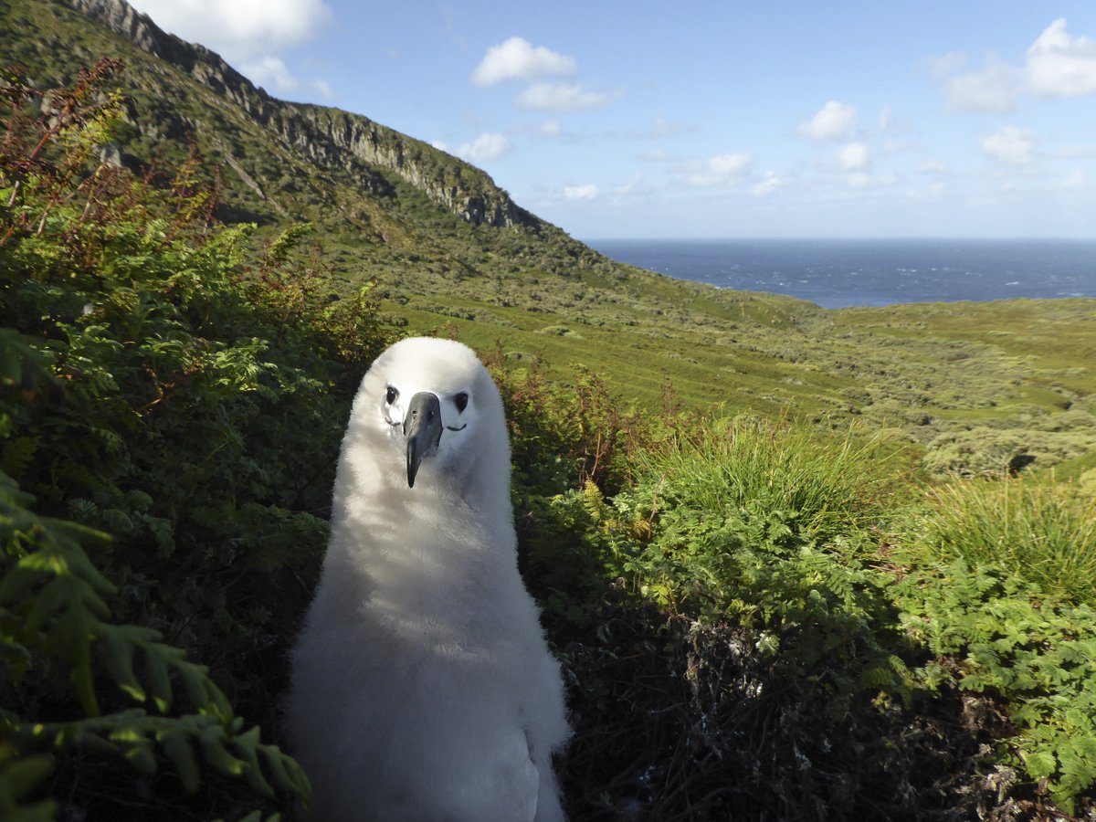 Oh hi there, this Atlantic Yellow-Nosed Albatross chick wants you to have a wonderful day.

#WorldAlbatrossDay