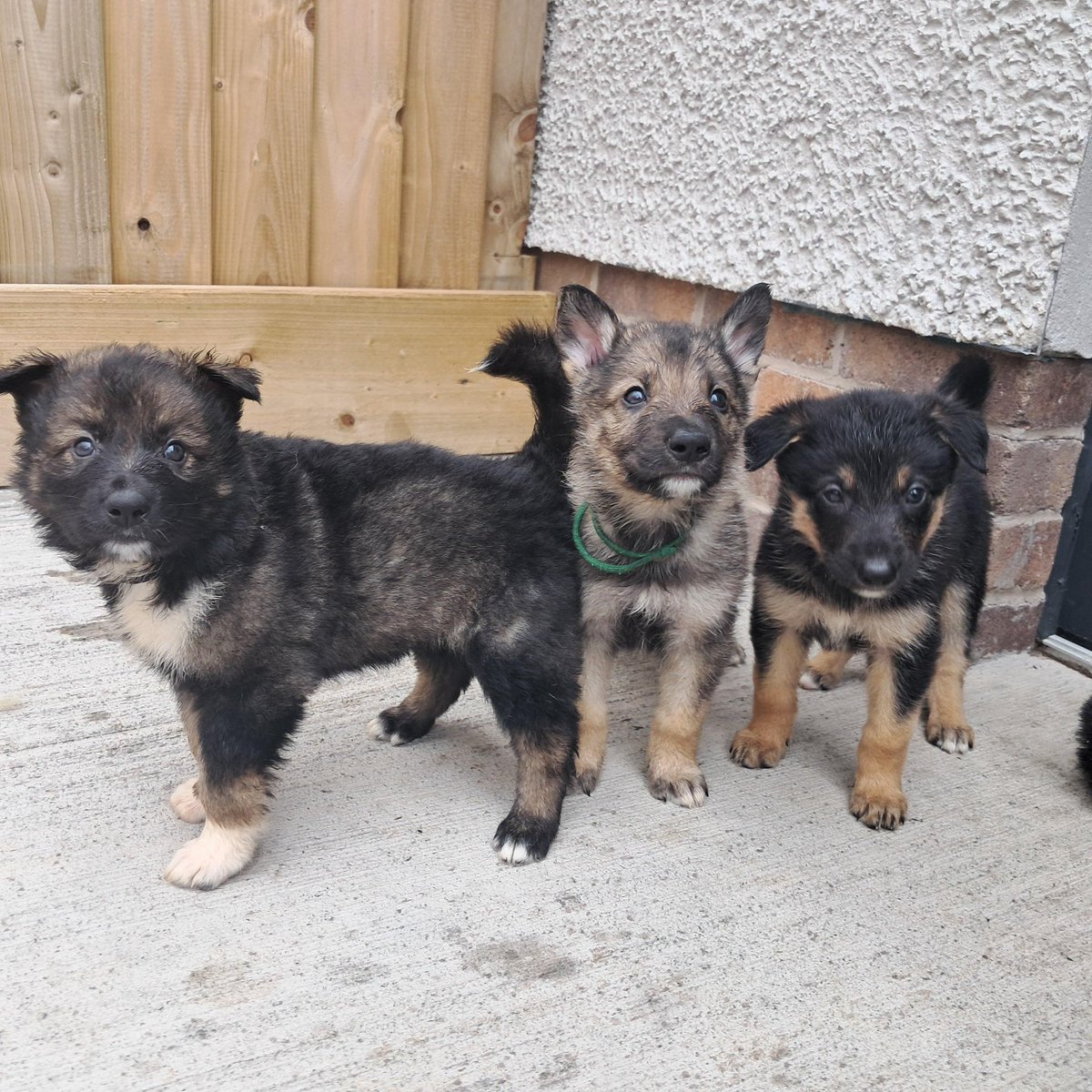 We have lots of amazing dogs and puppies currently waiting for their forever homes! 🐶
Head over to our website to learn more about them: dogstrust.org.uk/rehoming/dogs?…

Or come and visit during our opening hours!

⏰Mon, Tues, Thurs, Sat &amp; Sun 👉 12pm-4pm.
📍60 Teeshan Road, Ballymena