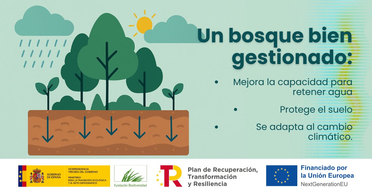 PrismaForestal's tweet image. 🌾 Frente al avance y pérdida de suelo fértil, los bosques bien gestionados son una herramienta clave, mejoran la capacidad para retener agua, proteger el suelo y adaptarse al #cambioclimático.
#PrismaForestal; Financia @FBiodiversidad #ProyectosPRTR #PlanDeRecuperación