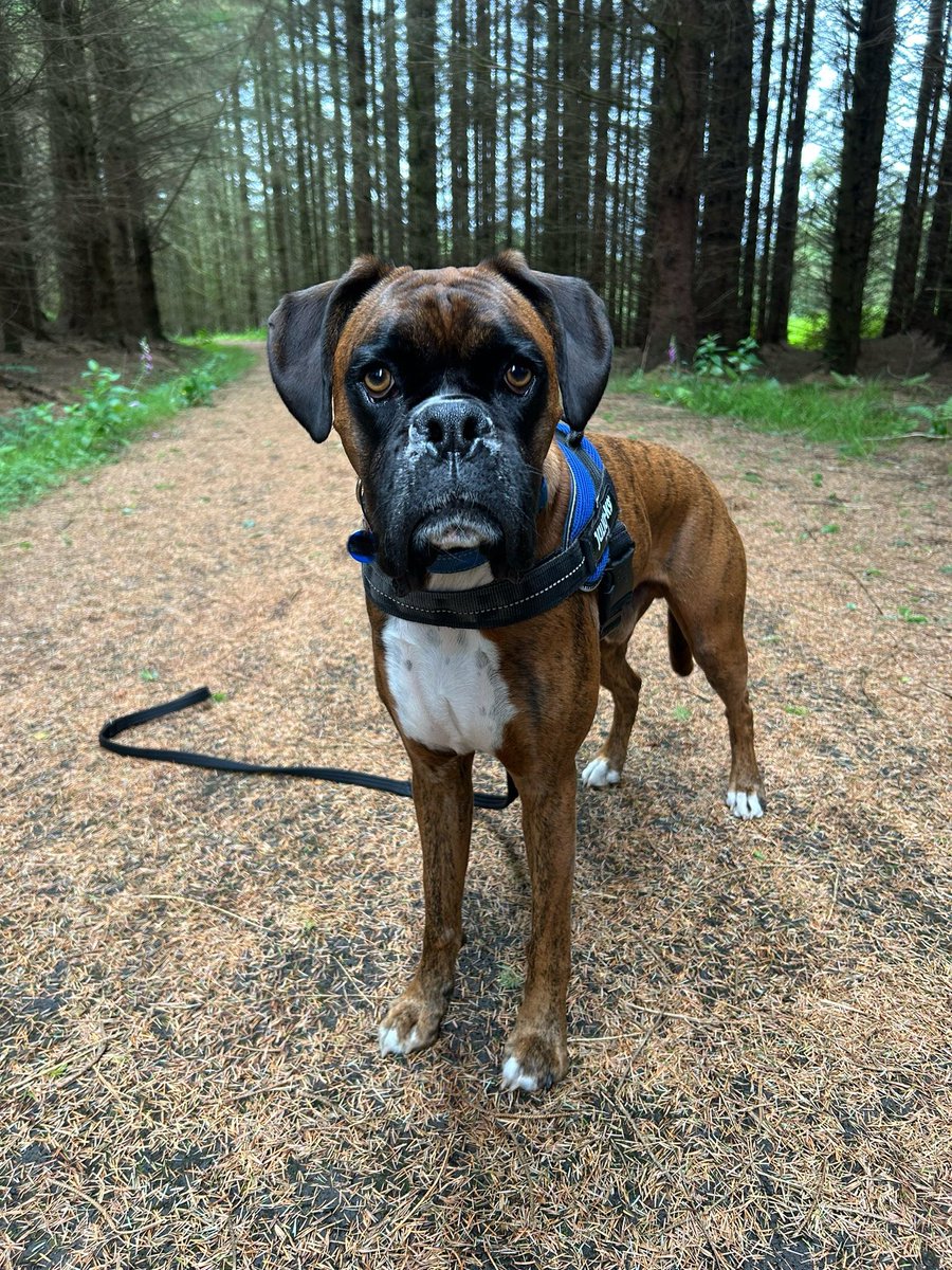 BecksBoxer's tweet image. Early morning walk at Highland Titles Nature Reserve 馃彺鬆仹鬆仮鬆伋鬆仯鬆伌鬆伩馃悤